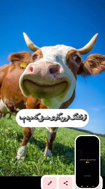 حالا کی از همه قسنگتره ؟!😂😂😂