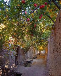 چه کوچه باغ قشنگی.  ظهرتون بخیر 🍁