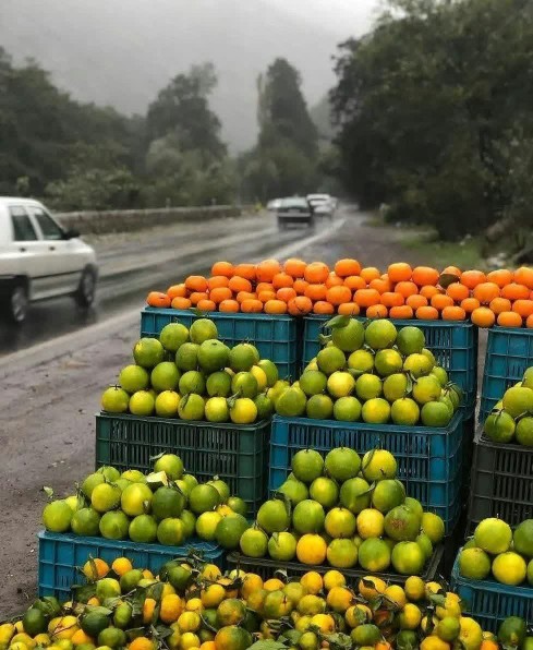 قبول دارید نارنگی موقعی  خوشمزه بود 🍂🍂🍁🍊🍋