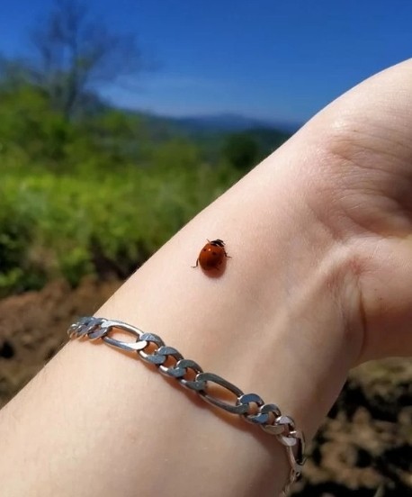 🐞