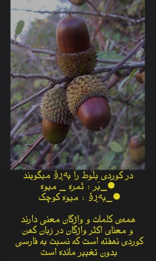 بَرو میوه بومی سرزمین کوردستان !