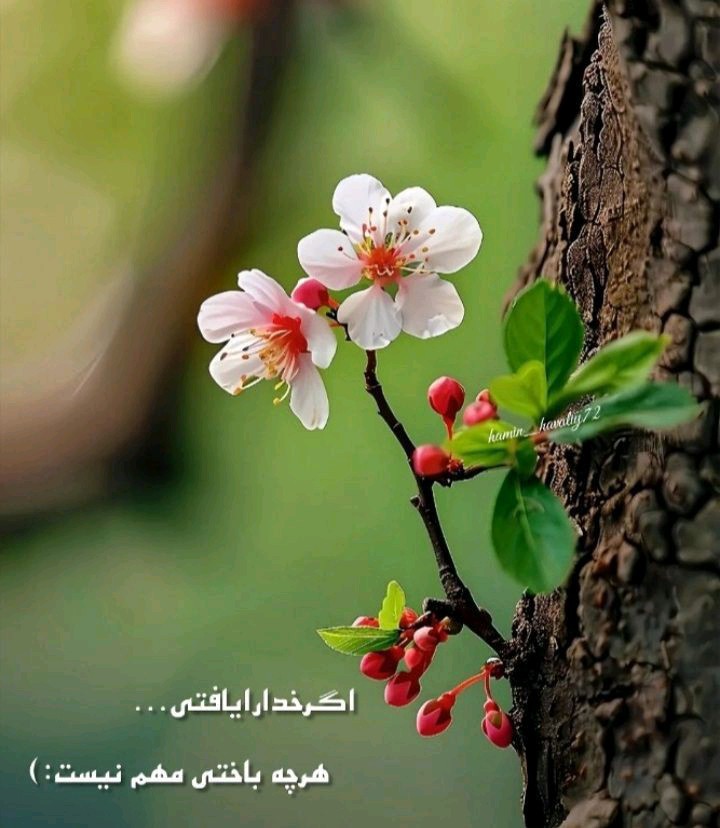 🌺خدایا شکرت🌺