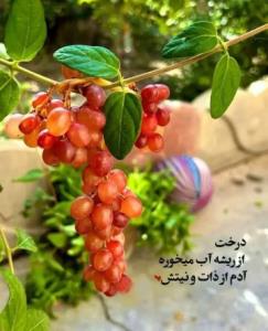 درخت از ریشه آب میخوره 
آدم از ذات و نیتش