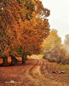 ⁨مازندران تو پاییز واقعا زیباست 😍