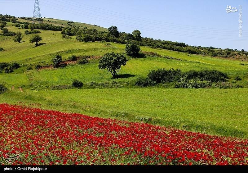 خدایا شکرت هزاران بار 