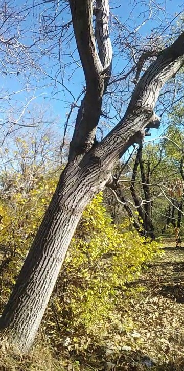 شعری از فاضل نظری تقدیمتون 🍁🍂🍁🍂