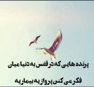 مهران لر... 🐦🕊️🕊️🕊️🕊️🕊️