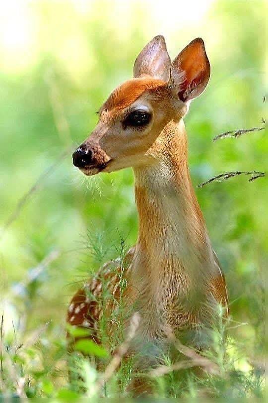 سلام عزیزان صبحتون به این زیبایی✋️😊👌🍎🌹