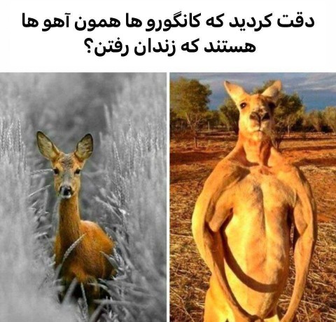 عجب سمی !