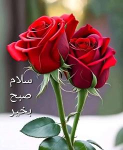 سلام .ساز دلتون کوک🌹