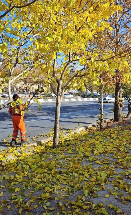 دو قدم مانده که پائیز به یغما برود..🍂