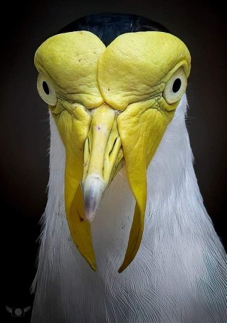 پرنده استرالیایی «Masked lapwing» انگار مال یه سیاره دیگه‌‌س