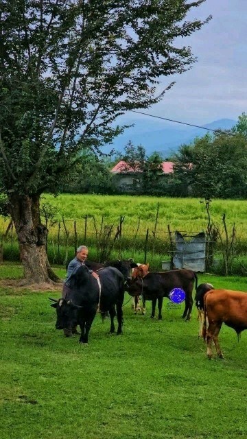 شبتون رویایی🌺🌺🌻🌻🌻