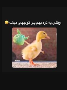 😂😂😂سلام شبتون به زیبایی اردک ناز