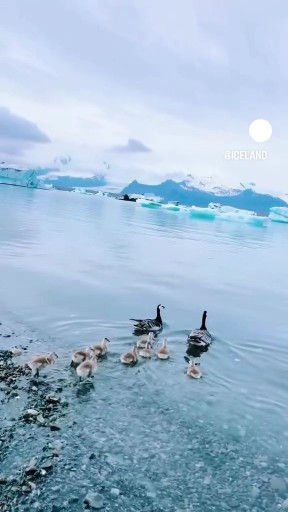 🦆🦆🦆