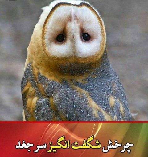 🌏چرخش شگفت انگیز سرجغد🦉😯

