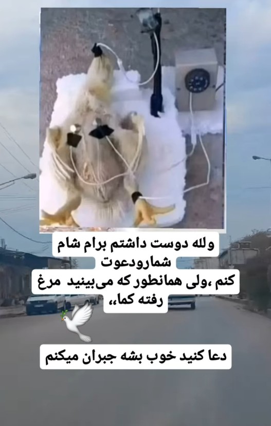 شبتون بخیر... 🕊