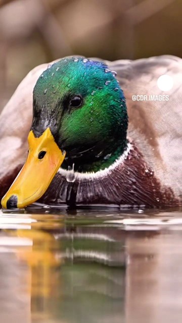 🦆🦆🦆