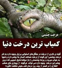 درخت چشمی👌🦋🌺