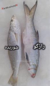 اسم ماهی ها رو میدونستی 