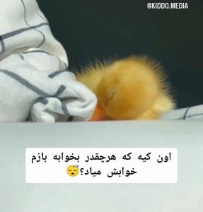 من 😀✋ شب بخیر 😊🥰😻