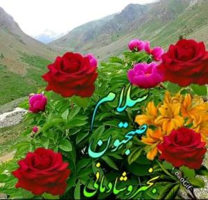 سلام صبح همگی بخیر 🙋‍♀️🌹