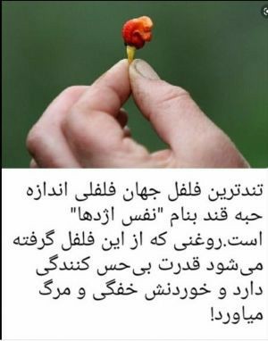 فلفل نبین چه ریزه...😁👌🌺