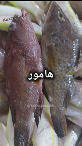 اسم ماهی ها رو میدونستی 