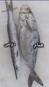 اسم ماهی ها رو میدونستی 