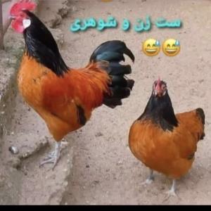 ست زن و شوهری😂😂😂😂