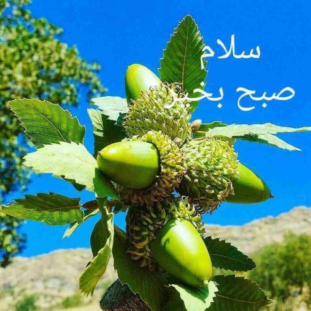 سلام صبحتون بخیر🌹🙏🏻🙏🏻