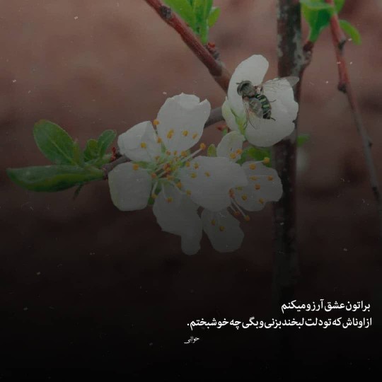 سلام.صبح همگی بخیر🌺🌺🌺