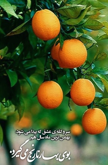 بوی بهار نارنج 