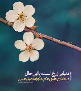 نیم روزتون بخیر وخوشی..⚘️🍃⚘️🍃