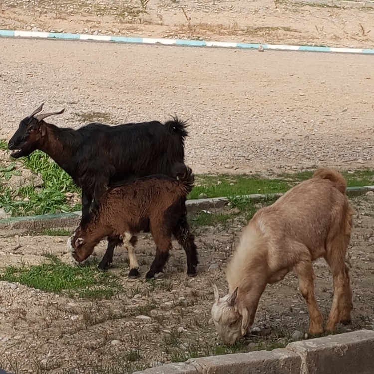 ببعی دیدم🫠🥹