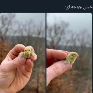 خیلی جوجه ای🐥🐣