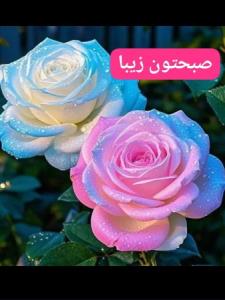 سلام صبحتون زیبا 🌹🌺🌹🌺🌹