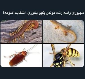 مردن یا خوردن 🤧