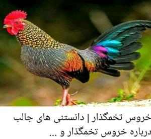 موردی‌نادر🥚!!!توضیح‌وعکس‌درگوگل😯😯😯🥚