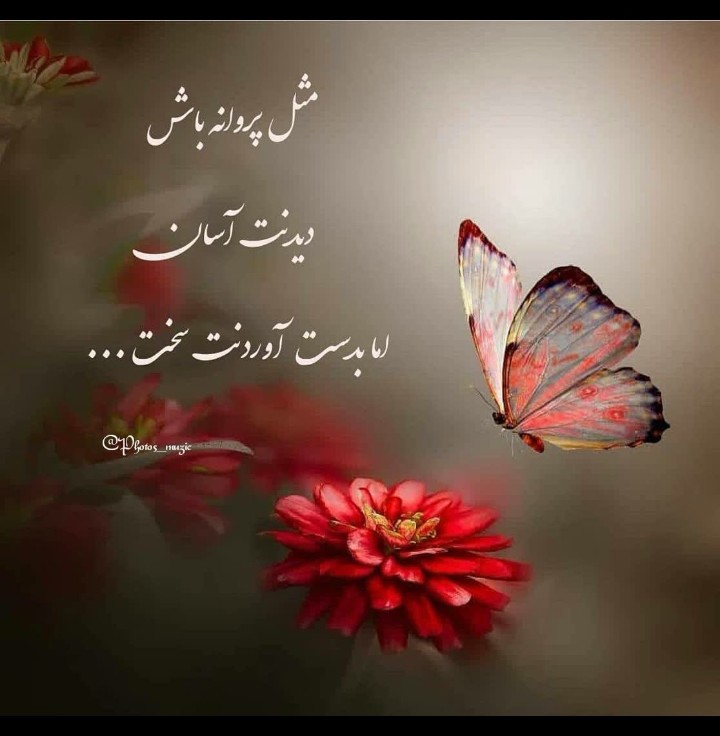 مثل پروانه باش دیدنت آسان اما به دست آوردنت سخت🙏✋️🦋🦋🦋🦋