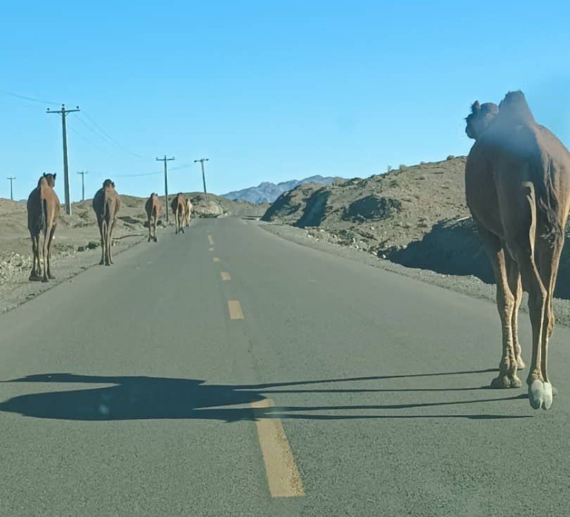 بیابان گردی 