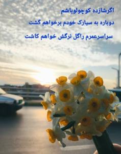 غروب زیباوگلهای نرگس من🌺گاهی وقت ها
🌸یک شاخه گــــ🌹ـــــل