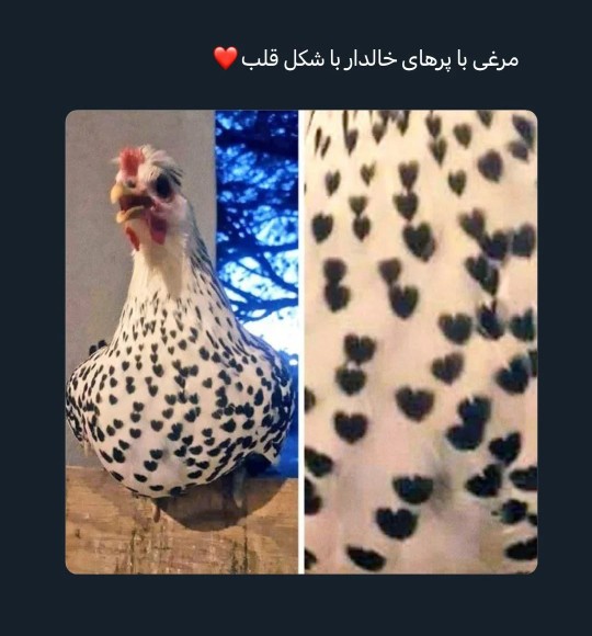 عکس جالب هفته 