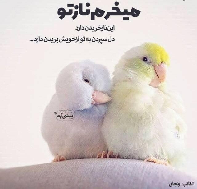 این ناز خریدن دارد......