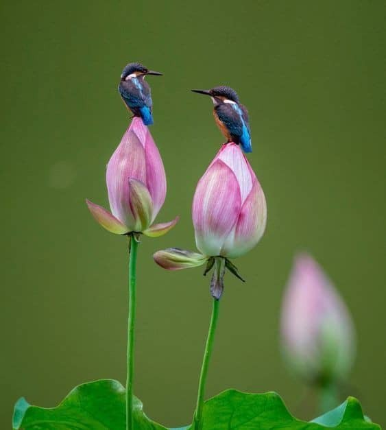 سلام دوستان عزیز صبح زیباتون بخیر 🌹🌺