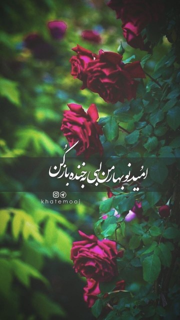 امید نوبهار من ....🌹