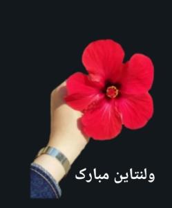 بی مخاطب 💐💐