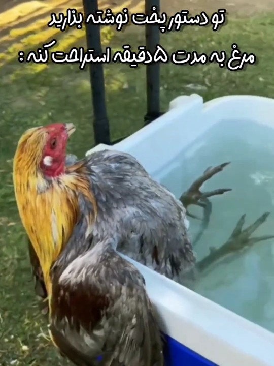 وقتی می‌خوام از رو کتاب آشپزی غذا درست کنم😂😂😂😂🤭🤭🤭😁