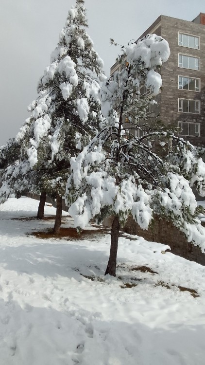 ببار ای برف❄❄