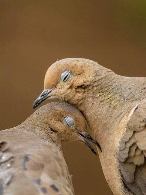 پرنده هست چیزی نگین 😉🙃بیا و بنشین به کنج چشمم
که کس در ای